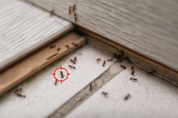 Best Affordable Pest Control Services  in Cottage City, MD