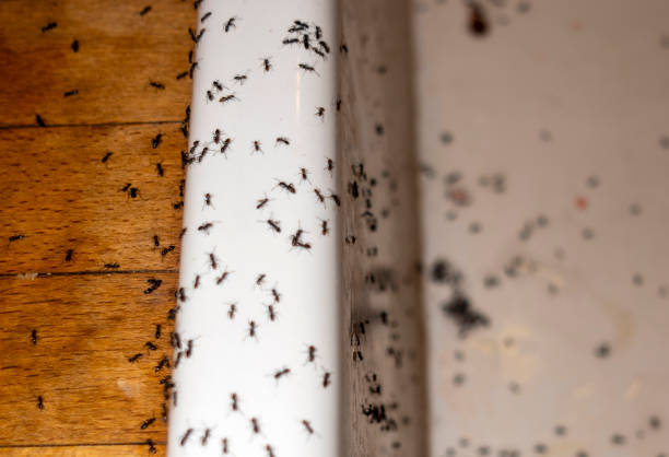 Best Termite Control Services  in Cottage City, MD