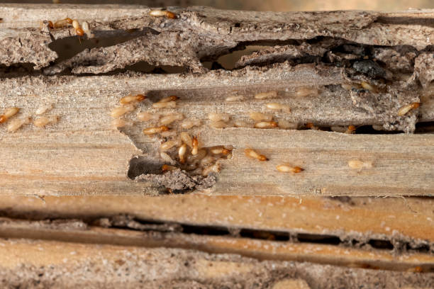 Best Bird Control  in Cottage City, MD