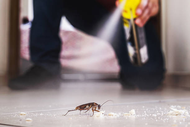 Best Spider Control Near Me  in Cottage City, MD